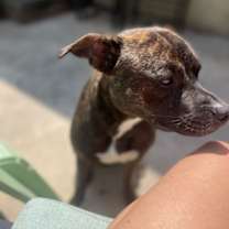 Thumbnail photo of Bear *Foster Home NEEDED* #4