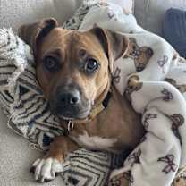 adopt-pet