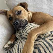 Thumbnail photo of Dixie #3