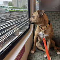 Thumbnail photo of Dixie #4