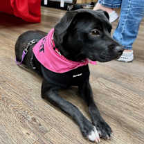 Thumbnail photo of Rose #3