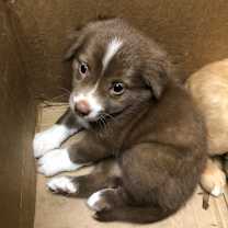 Thumbnail photo of Godiva Bon Bon #2