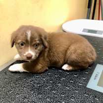 Thumbnail photo of Godiva Bon Bon #3