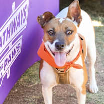 Thumbnail photo of Gidget #1