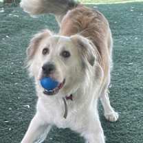 Thumbnail photo of Auggie #2