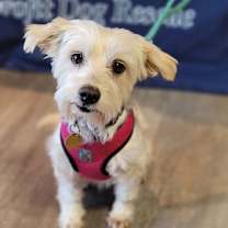 Thumbnail photo of Lacy #1