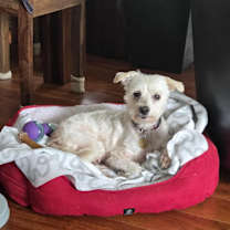 Thumbnail photo of Lacy #2