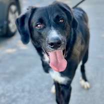 Thumbnail photo of Slade #1