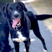 Thumbnail photo of Slade #2