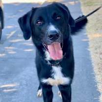 Thumbnail photo of Slade #3