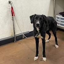 Thumbnail photo of Slade #4