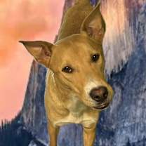 Thumbnail photo of SCOOBY #2