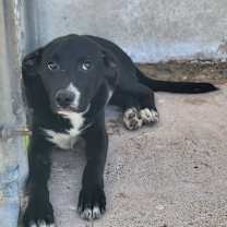 Thumbnail photo of Oolong  #4