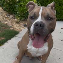 Thumbnail photo of Rugby #1