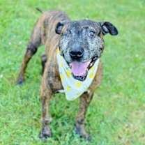 Thumbnail photo of COPPER #1