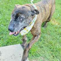 Thumbnail photo of COPPER #2