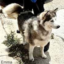 Thumbnail photo of Emma #3