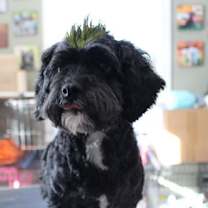 Thumbnail photo of Ace the man! #4