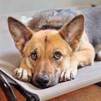 Thumbnail photo of Sahara #2