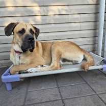 Thumbnail photo of Diesel *FOSTER HOME NEEDED* #1