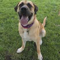 Thumbnail photo of Diesel *FOSTER HOME NEEDED* #2