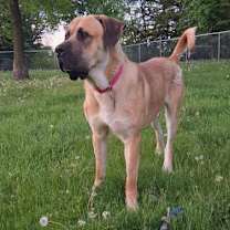 Thumbnail photo of Diesel *FOSTER HOME NEEDED* #4