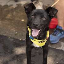 Thumbnail photo of Valor #4