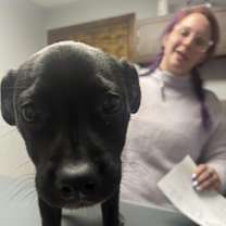 Thumbnail photo of GENESIS  (Jenny) #2