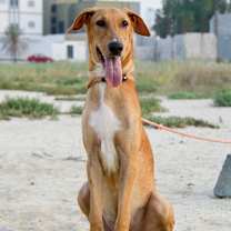 Thumbnail photo of Archie #1