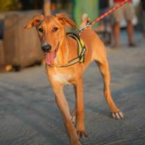 Thumbnail photo of Archie #2