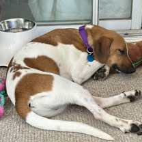 Thumbnail photo of Kryptonite #4