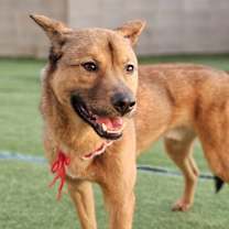 adopt-pet