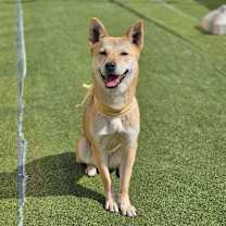 adopt-pet