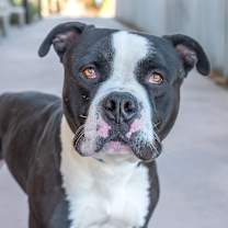 Thumbnail photo of Angus #1