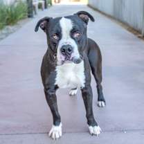 Thumbnail photo of Angus #2