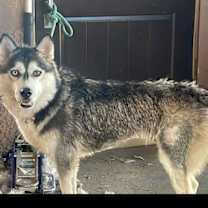 Thumbnail photo of KAYA #3