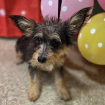 Thumbnail photo of Hugh Hef #3