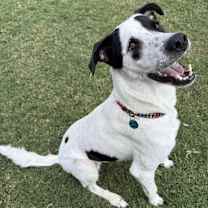 Thumbnail photo of Wishbone #2