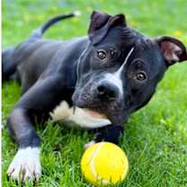 Thumbnail photo of Cheese #1