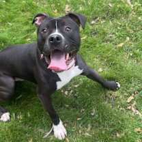 Thumbnail photo of Cheese #2