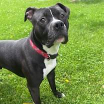 Thumbnail photo of Cheese #3