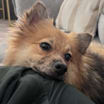 Thumbnail photo of Loves to Cuddle! #2