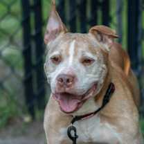 Thumbnail photo of Thor #1