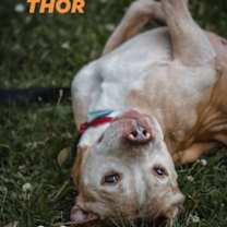 Thumbnail photo of Thor #2
