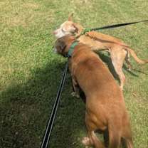 Thumbnail photo of Thor #4