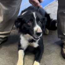 Thumbnail photo of Astra #2