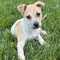 Thumbnail photo of Buttercup #4