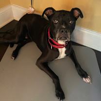 Thumbnail photo of Izzie #3