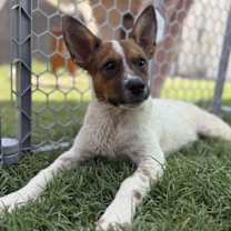 adopt-pet
