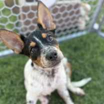 adopt-pet